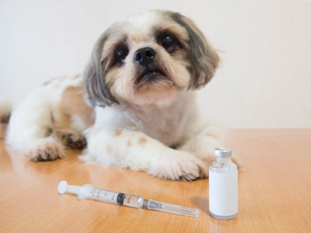 A small dog lays down behind a bottle of liquid medication and a syringe. 