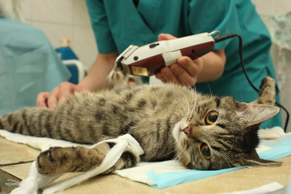 A veterinarian shaves a short-haired cat's stomach fur.
