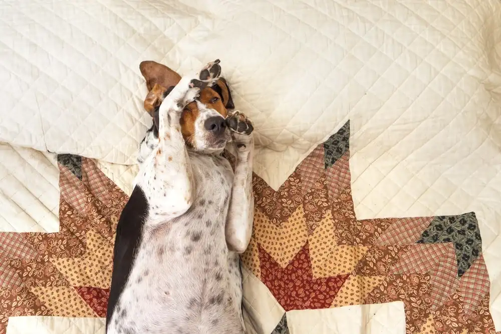 Coonhound dog lying on his back on a quilted bed with their paw over their eye.