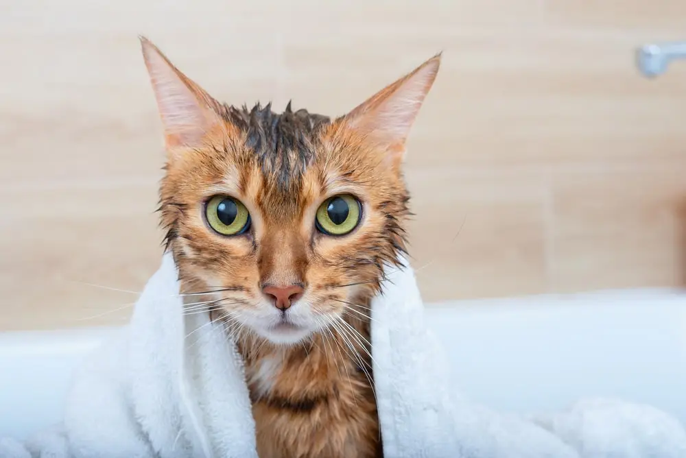 Cat after bath