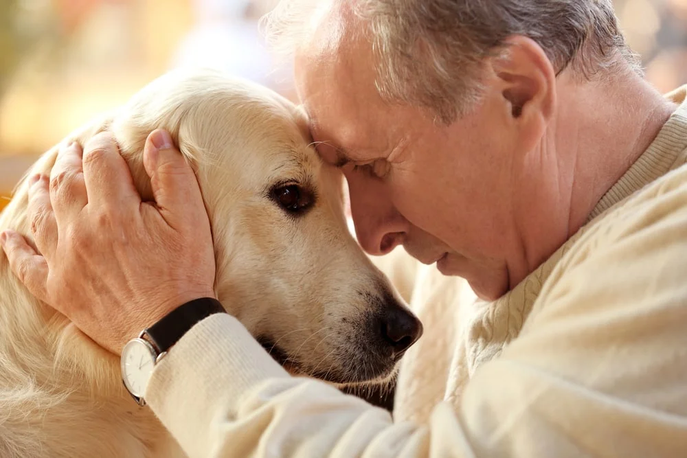 An older man touches foreheads with his golden retriever.
