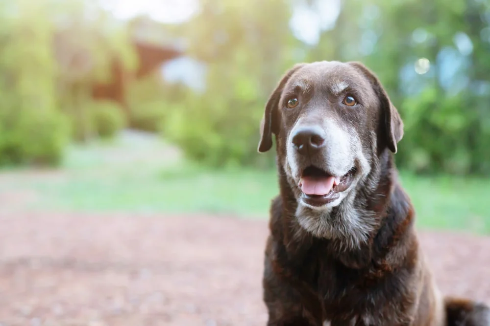 A senior chocolate Labrador retriever sits calmly outside. 