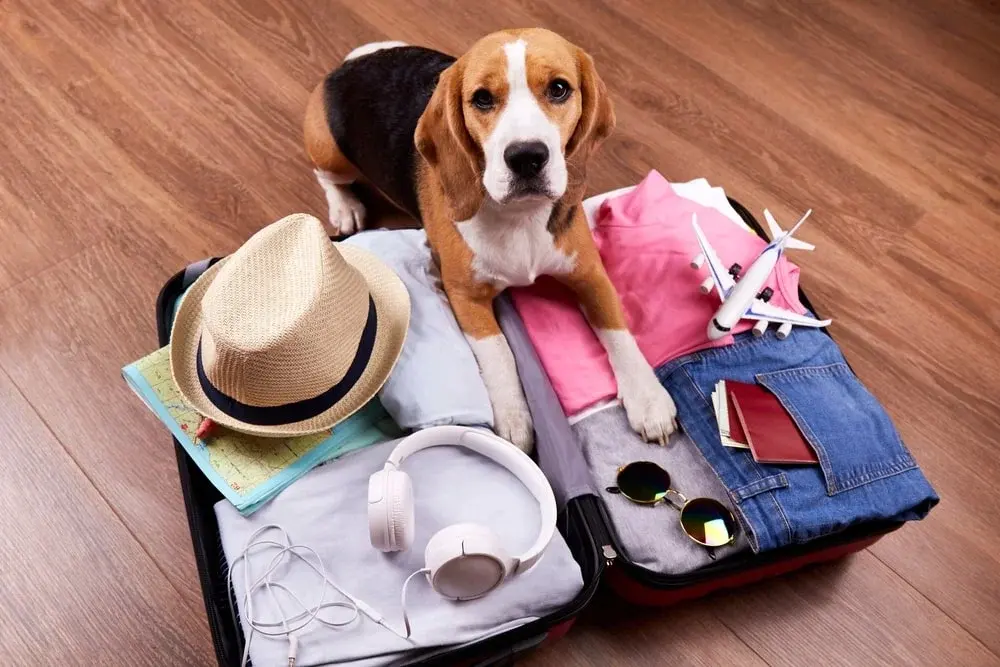 A beagle rests their paws on an open suitcase packed for a vacation. 
