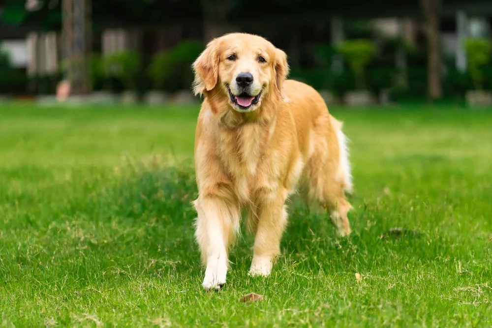 Happy golden retriever on green grass