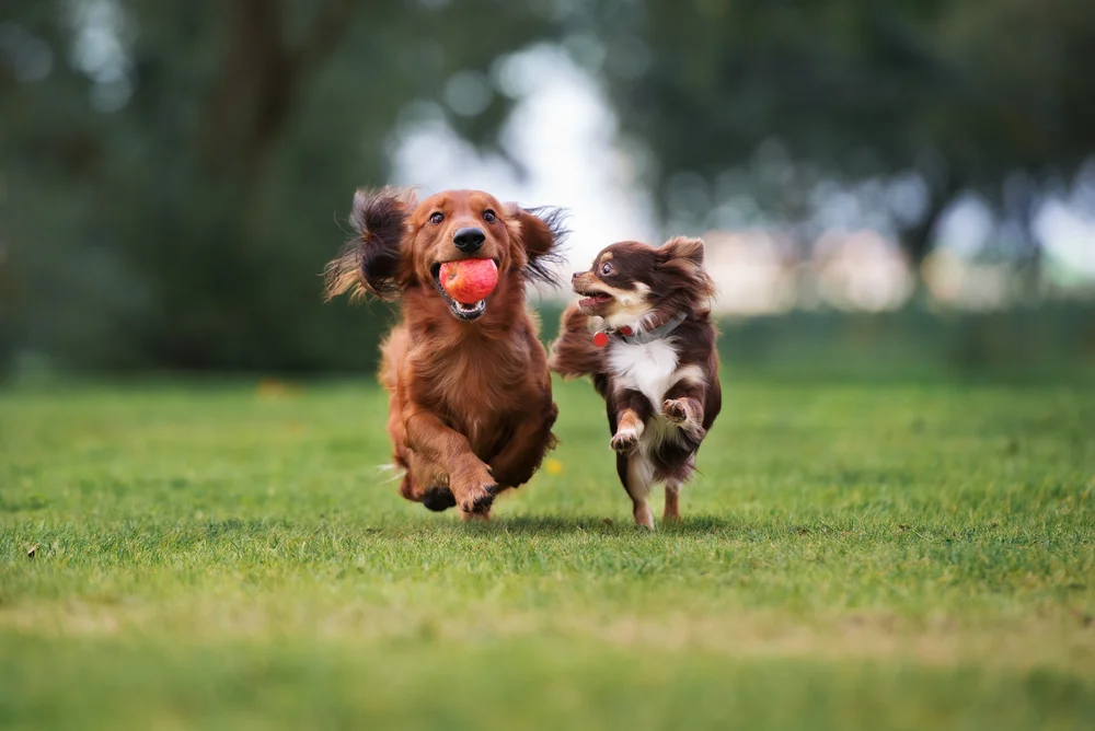 Two dogs running towards the camera on a grassy field.
