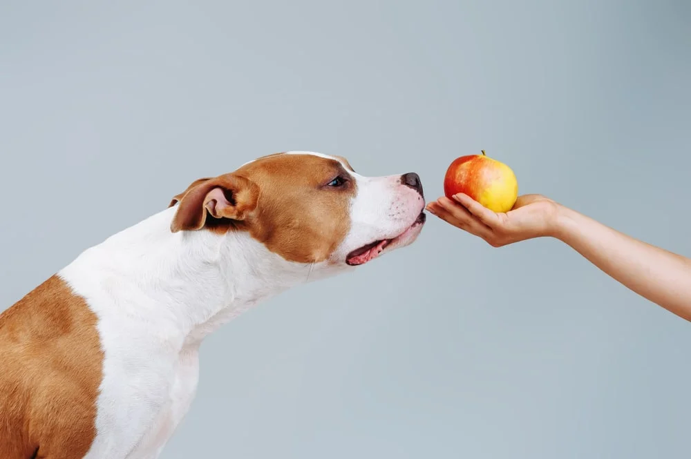 6 Delicious Fruits for Dogs