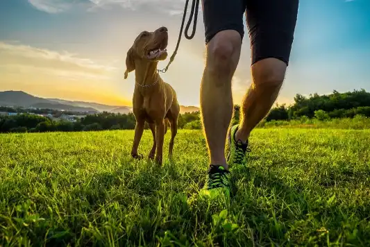 A happy-looking, large-breed dog walks with their owner out in nature. 