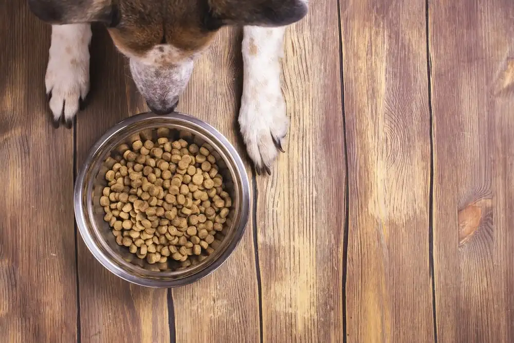 An older dog sniffs a bowl of kibble on hardwood floors.