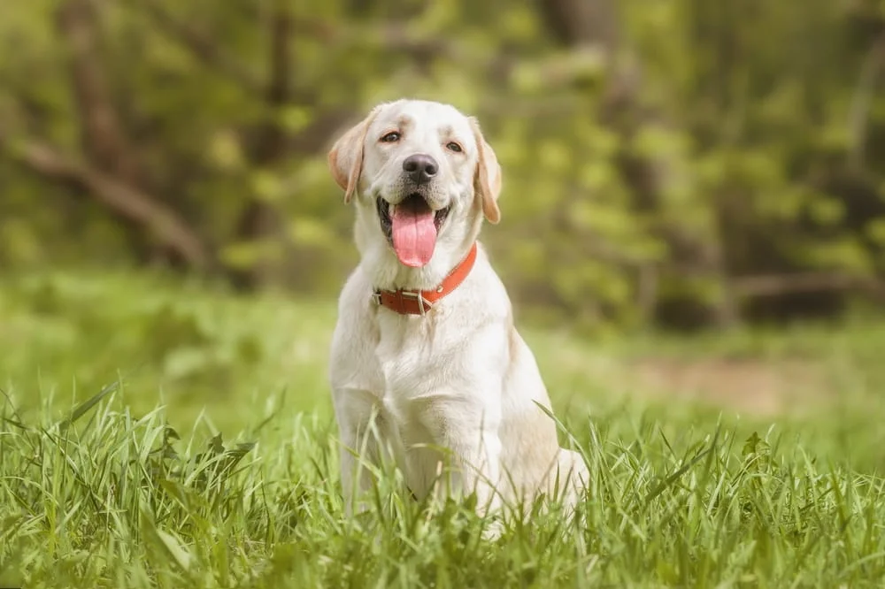 Labrador Retriever in a field