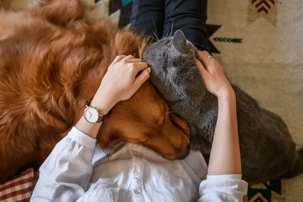 A person holding a dog and cat in their lap.