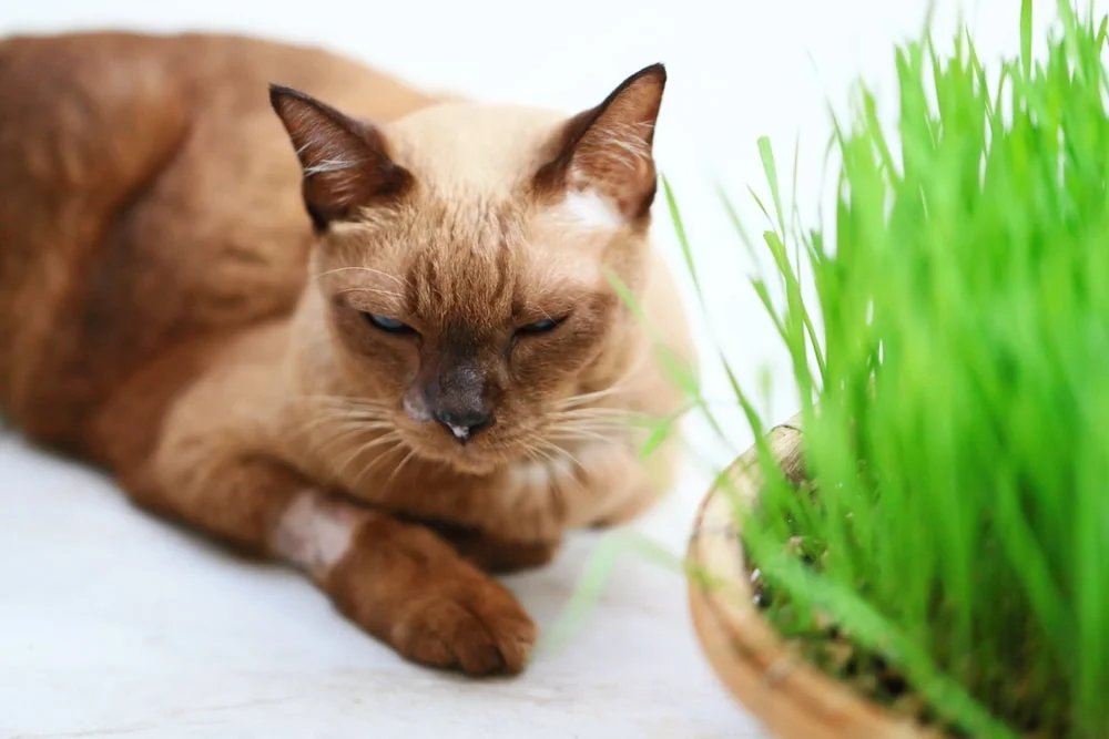 A brown cat with their eyes nearly closed lays next to a grassy-looking plant. 
