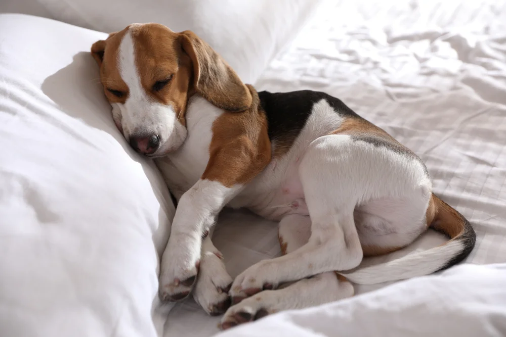 A beagle in a bed