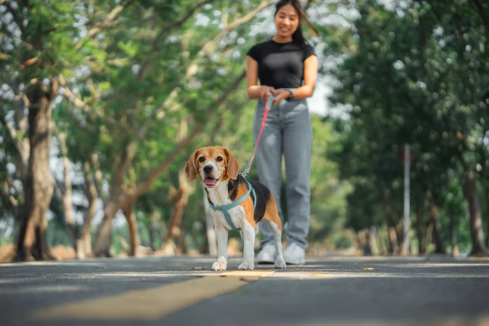 A beagle walking in the park