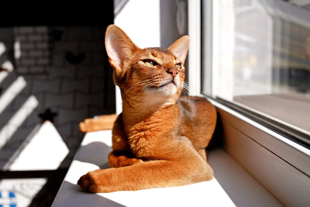 An orange abyssinian sits in the sun on a windowsill.