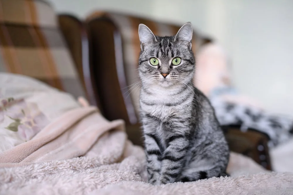 A gray American Shorthair cat sits on a bed staring into the camera.