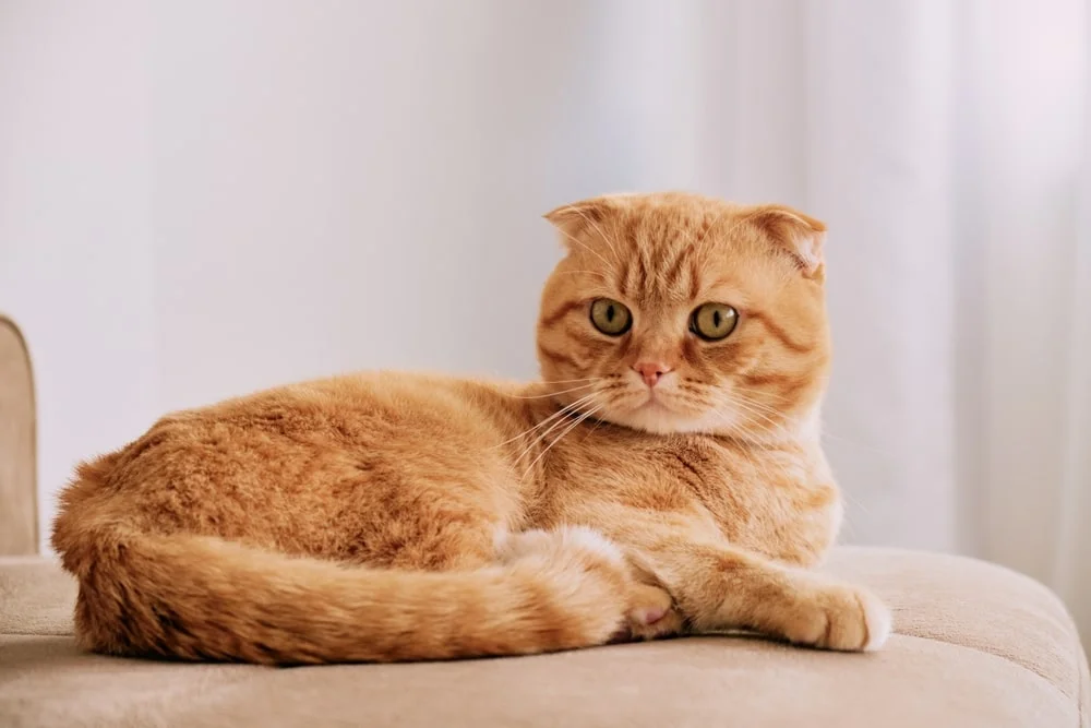 An orange Scottish fold cat sits on a couch cushion.