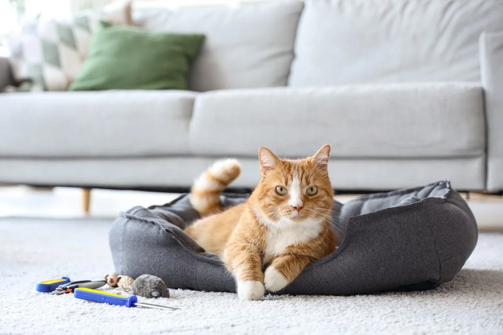 Cat sitting on a cat bed on the floor