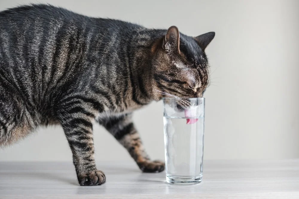 Cat drinking water from a glass