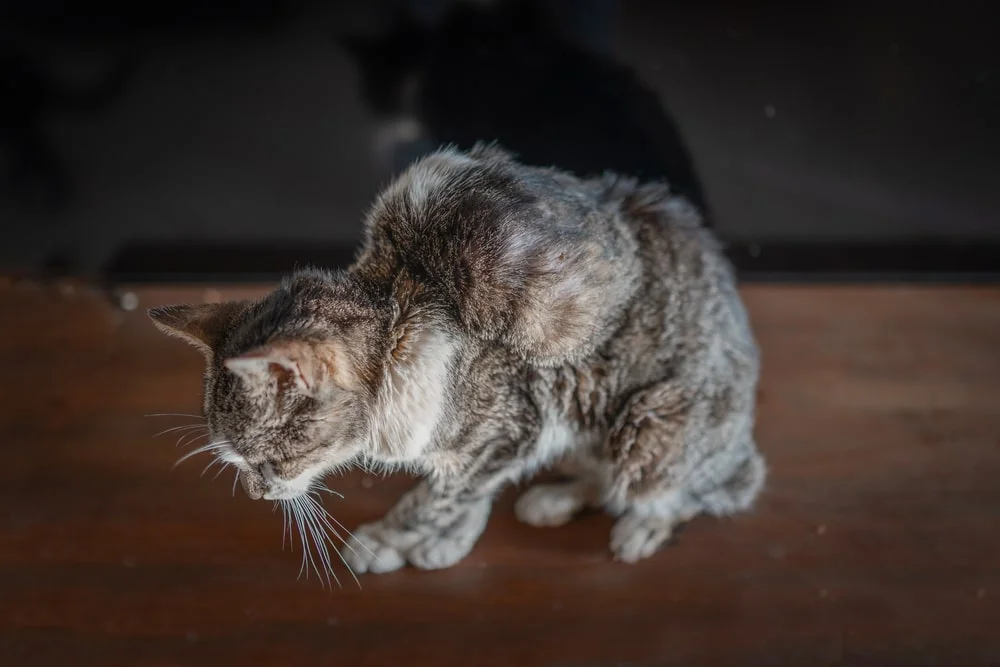 cat with a large cyst on its back