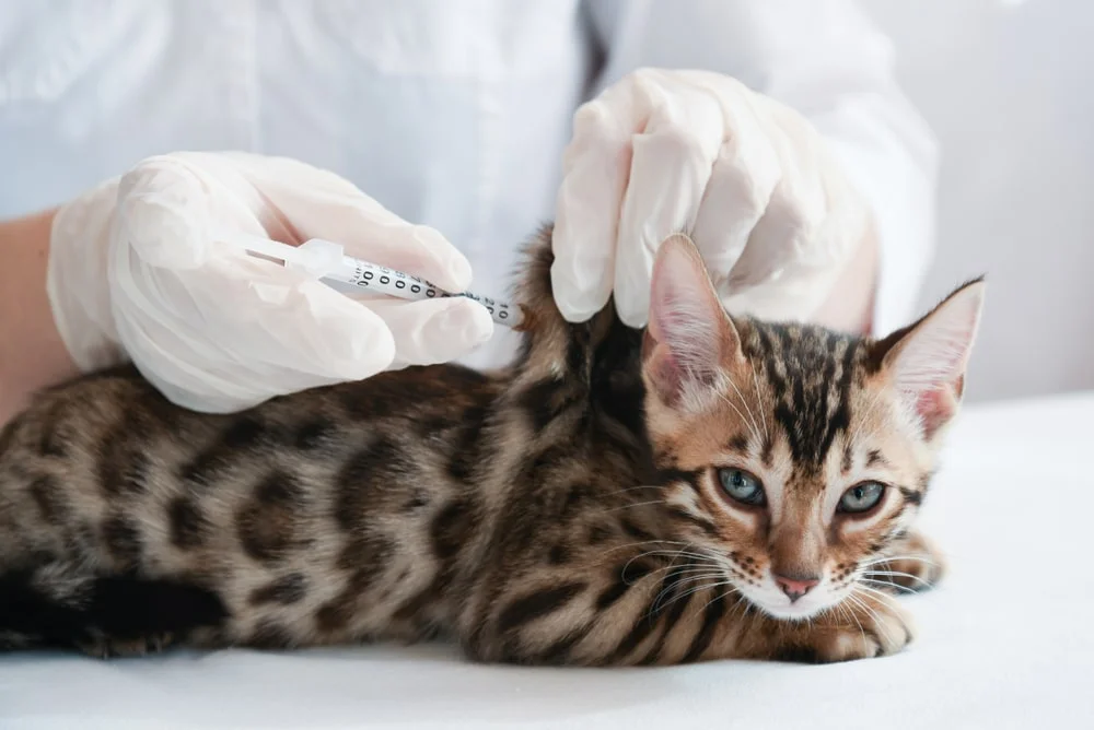 A veterinarian administers a vaccination to a bengal cat's back. 