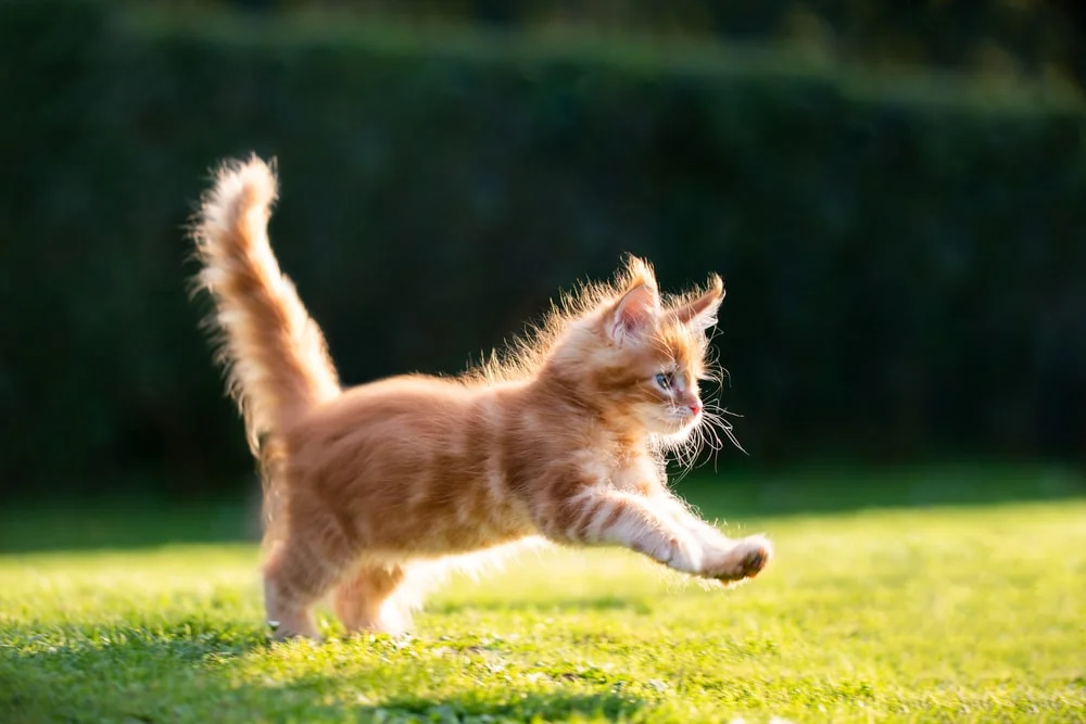 An orange and white kitten bounds across a grassy lawn. 