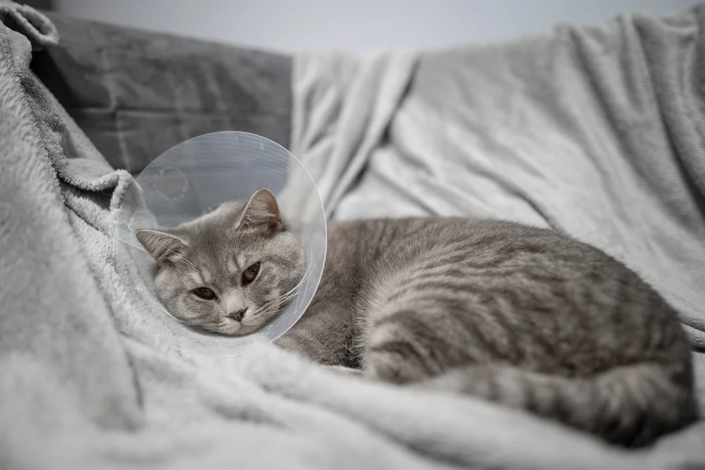 A short-haired, gray cat wears a cone collar while laying on a blanket.