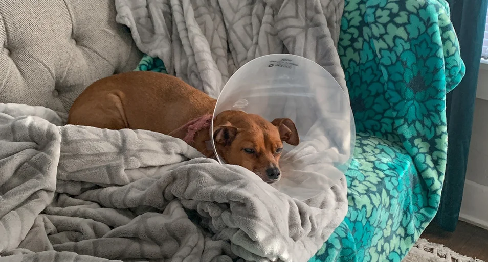 How Much Does it Cost to Spay a Dog?