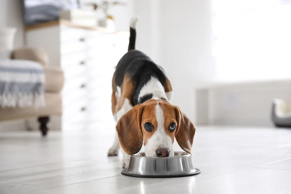 A beagle peeks up from their dog bowl.