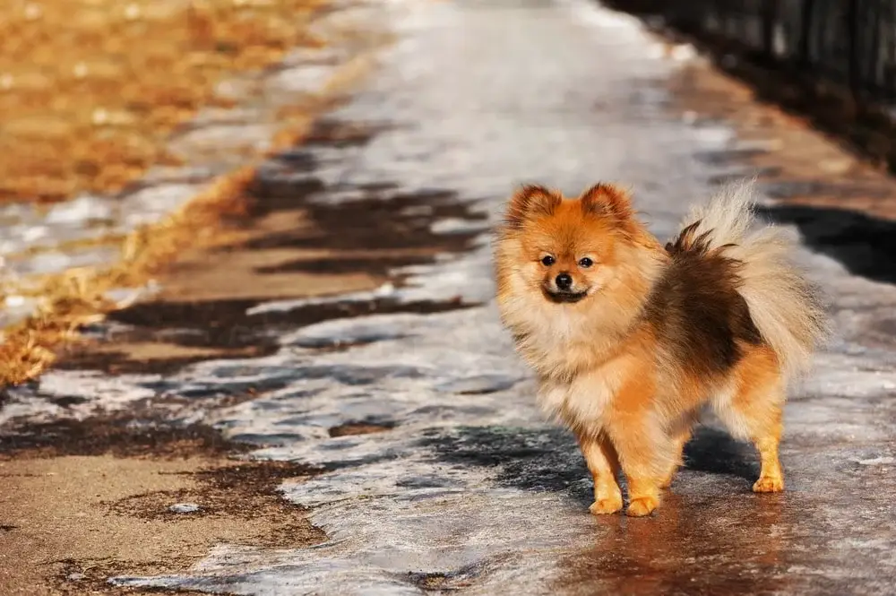 A fluffy Pomeranian stands on icy pavement in winter.