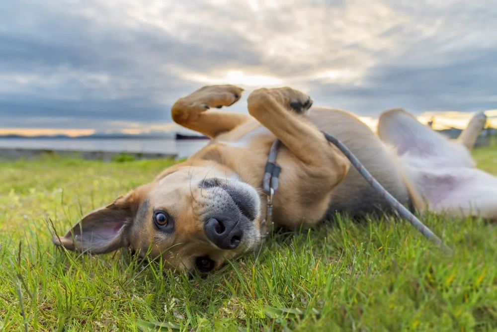 dog in a field