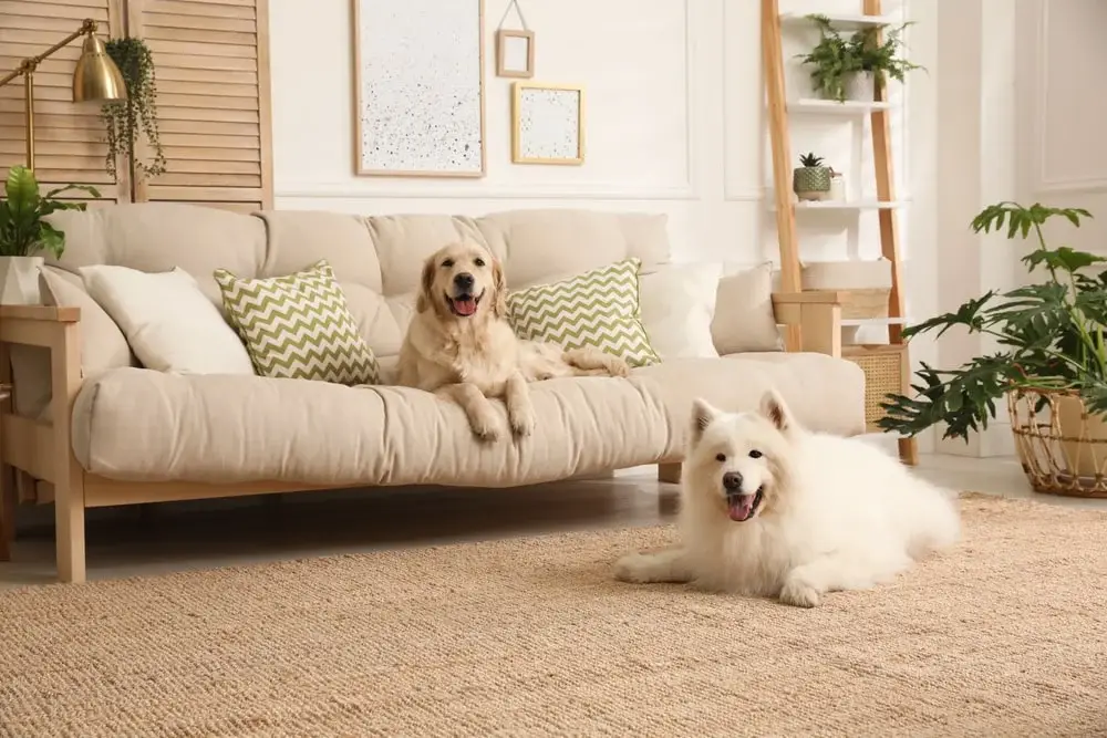 Two light-haired dogs sit in a brightly-colored apartment.