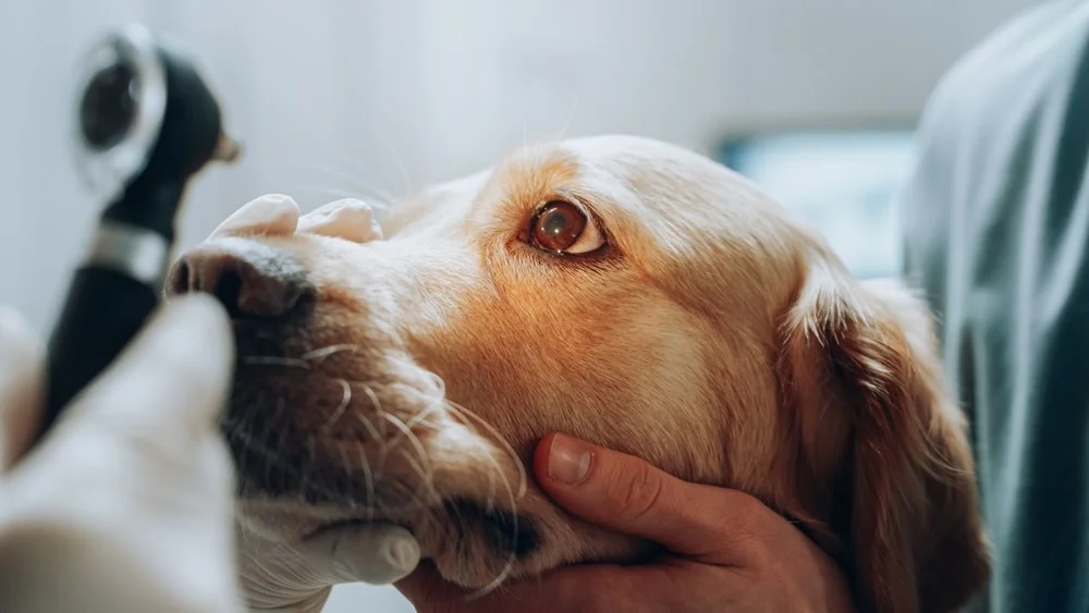 dog having eye inspected at vet's office