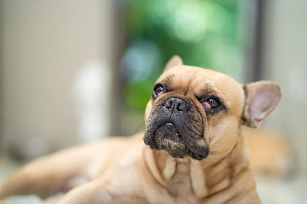 A French bulldog with cherry eye laying down.