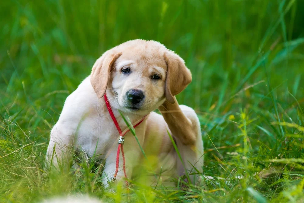 A pale blond retriever puppy sits in grass while scratching at the back of their head. 