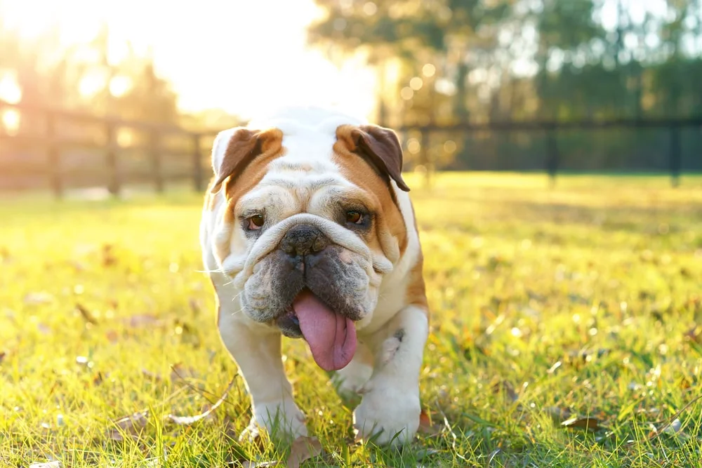 A bulldog with their tongue out walks in a fenced-in yard toward the camera.