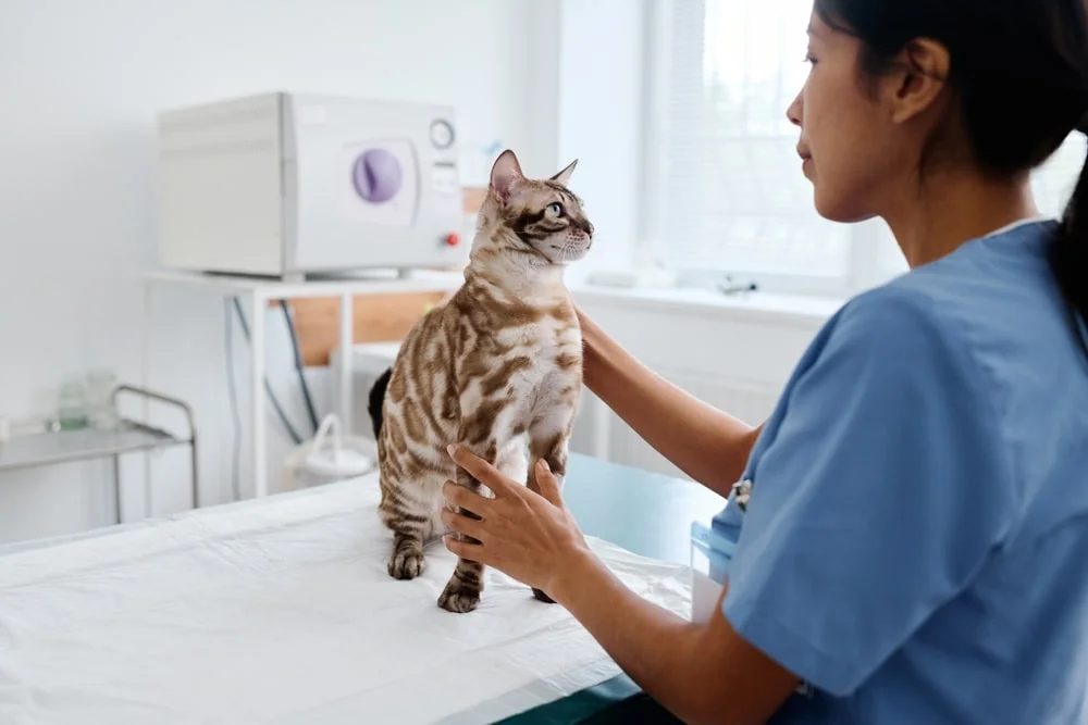 A veterinarian holds a bengal cat on an exam table.