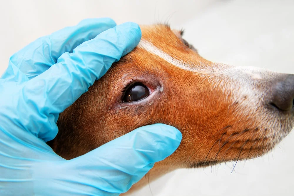 Vet examining dog eyelid