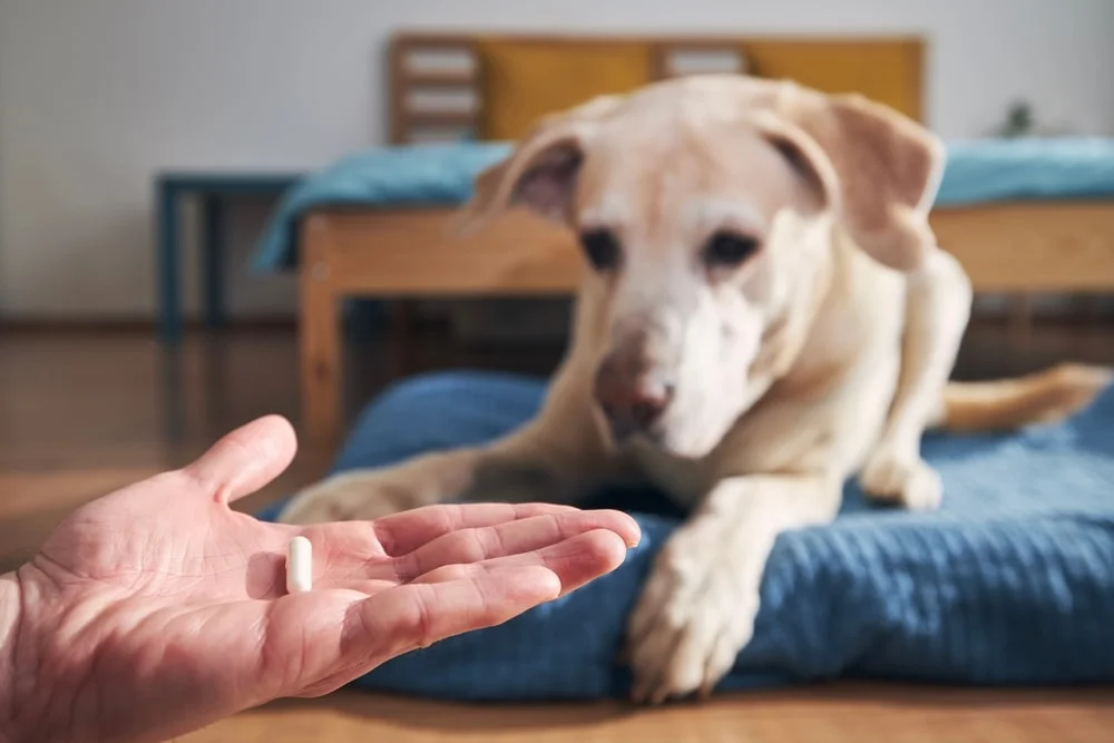 Owner holding a pill to give to their dog