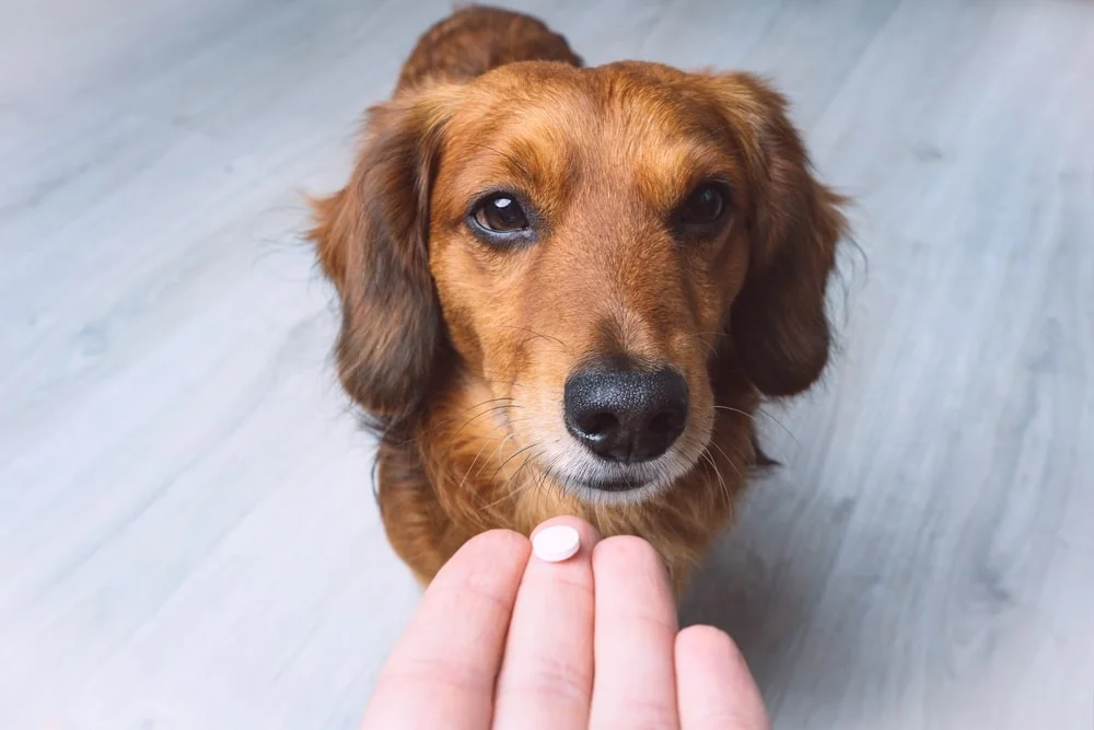 An owner holds out a white pill for their dog to take.