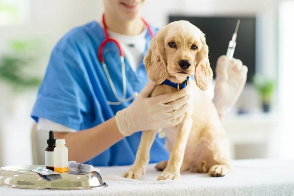 A veterinarian holds a cocker spaniel still while preparing to administer a vaccine. 