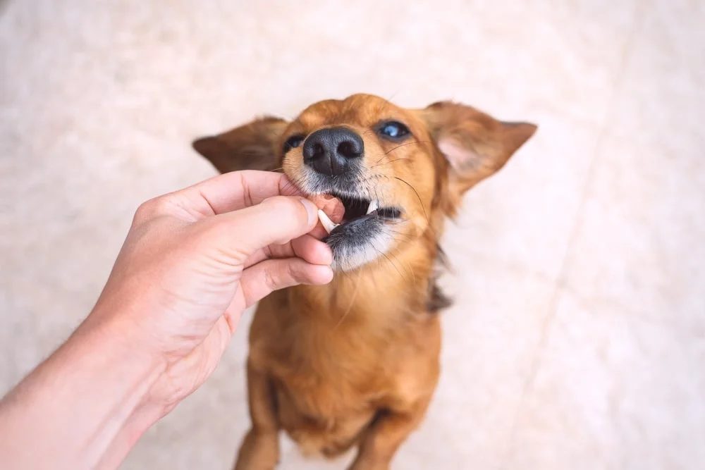 dog being fed a pill by owner