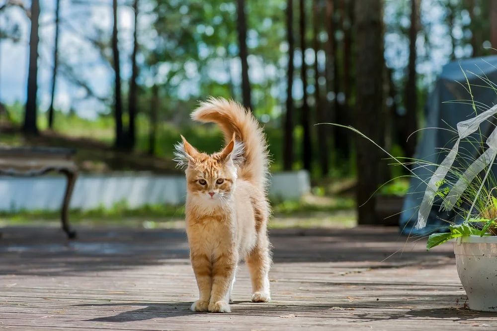 A fluffy, orange cat stands alert on a porch outside. 