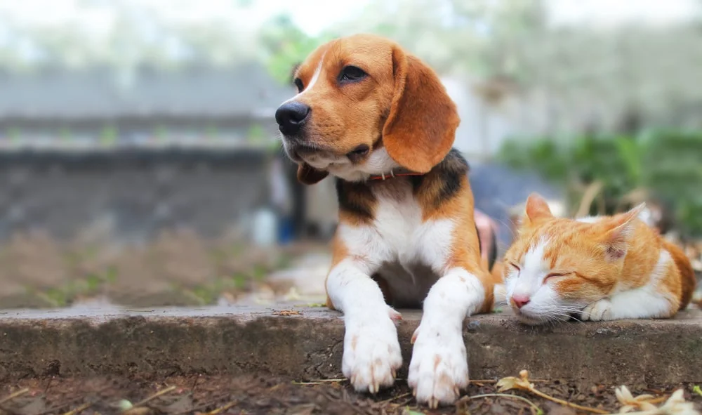 A beagle lays with their head up next to an orange and white-haired cat on the ledge of a stoop outdoors. 