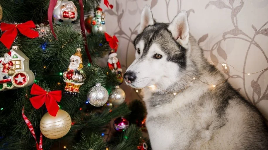 A Siberian husky with fairy lights around their neck sits indoors next to a decorated Christmas tree.