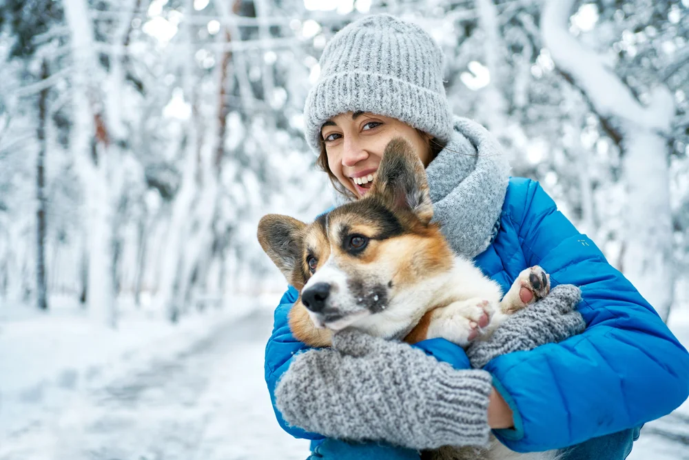 A Pembroke Welsh corgi is being held in a young woman's arms in a snowy, woodsy setting outdoors. 