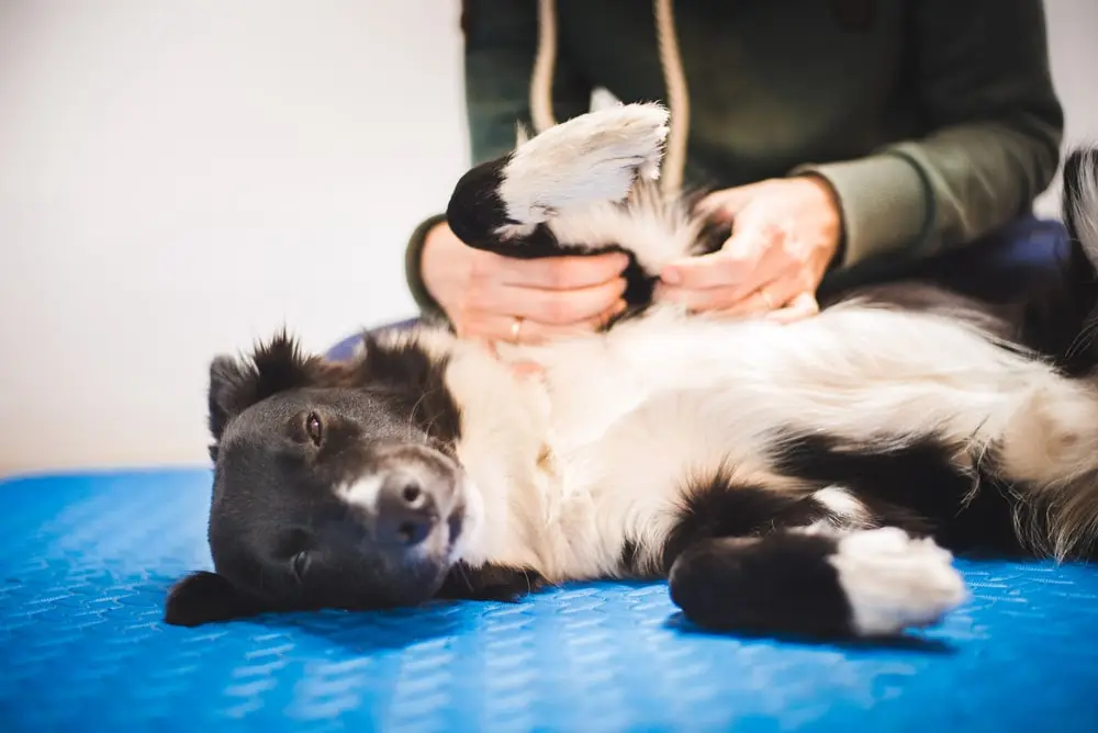 A white and black dog lies on their side while its paws are massaged.