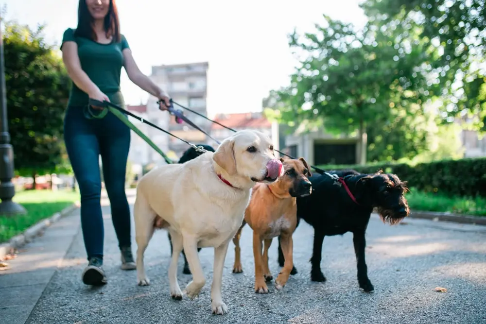 A person walks a group of dogs on a sunny day.