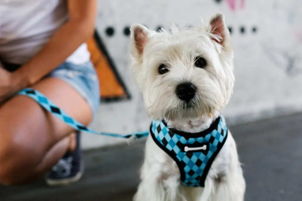 A white yorkie sits beside their owner wearing a blue harness and leash.