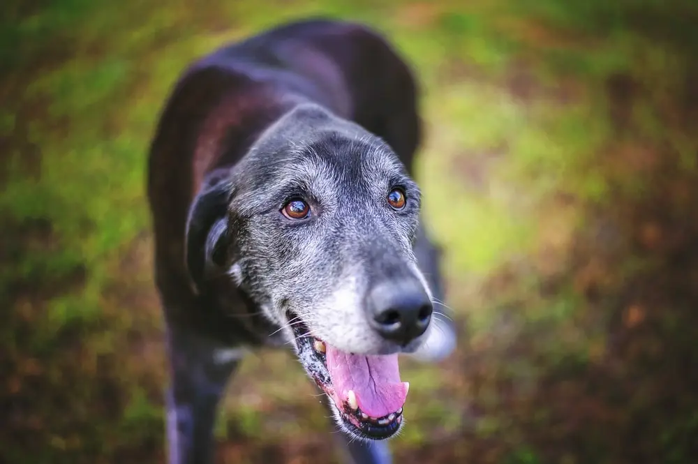 panting senior dog