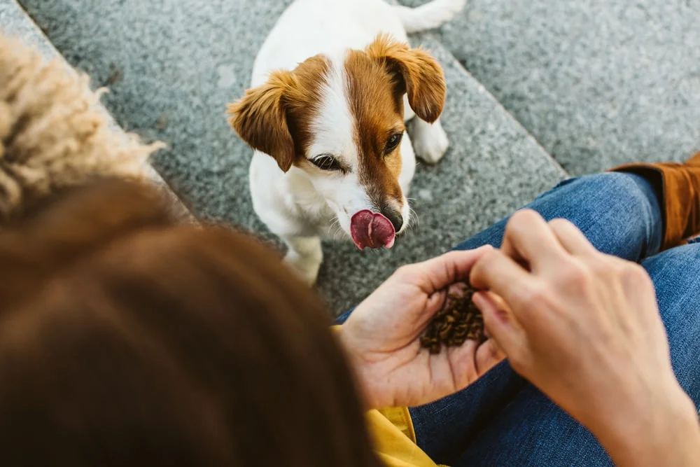 A small white dog with tan markings their its head licks at dog treats in their owner's hands. 